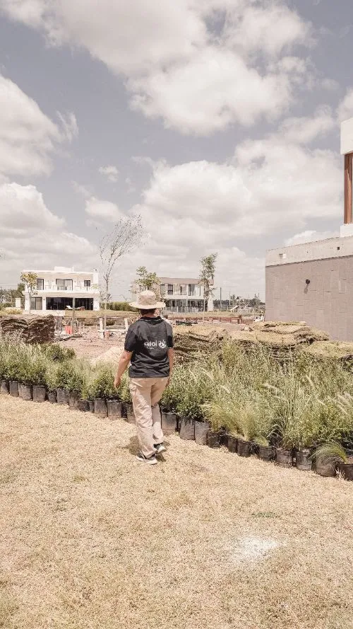 Lu recorre la línea de plantas en maceta antes de implantarlas