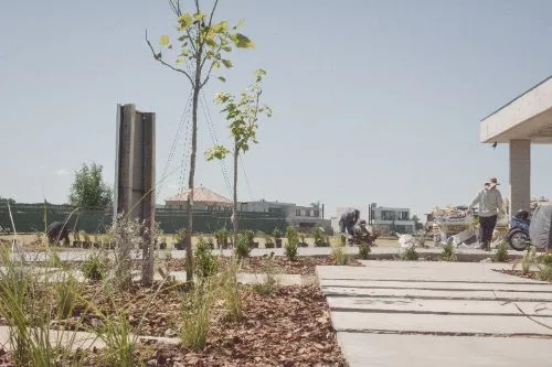 Árboles jóvenes y gramíneas recién plantados sobre mulch, junto al solado de losetas