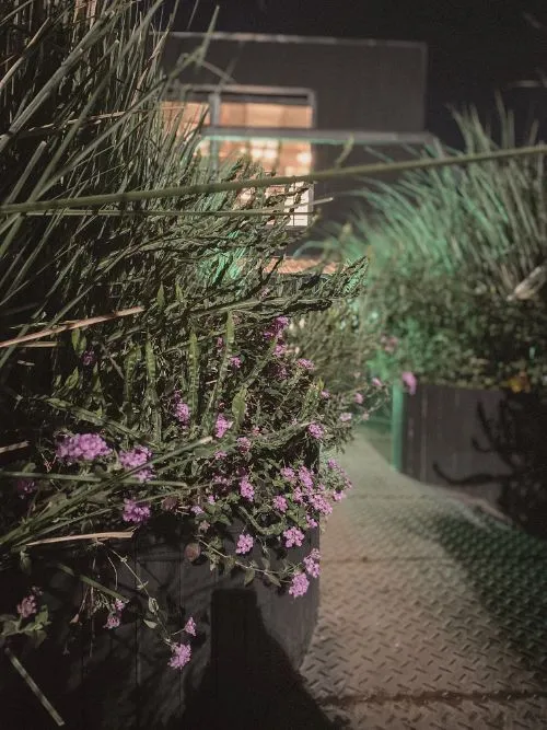 Verbenas en flor desbordando el cantero de noche, un año después
