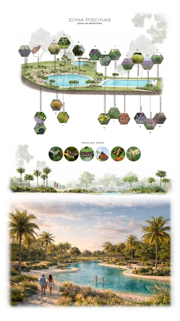 Master Plan APTA, zona piscinas: plano de plantación con especies nativas, fauna que atraen, corte y render del sector